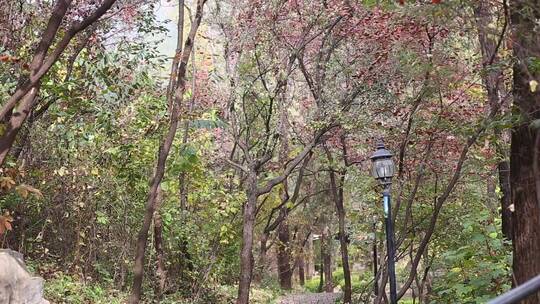 济南红叶谷景区，秋季满山红叶景观视频素材模板下载