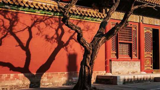 故宫红墙旁的老树光影