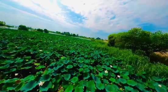 穿越机航拍夏季荷花池塘湖滩一镜到底