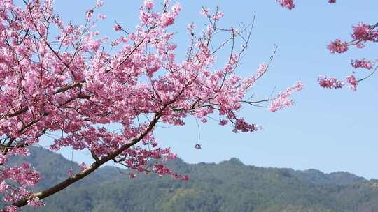 福建龙岩台品樱花茶园