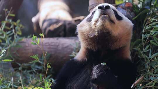 杭州动物园大熊猫吃竹子实拍（合集）