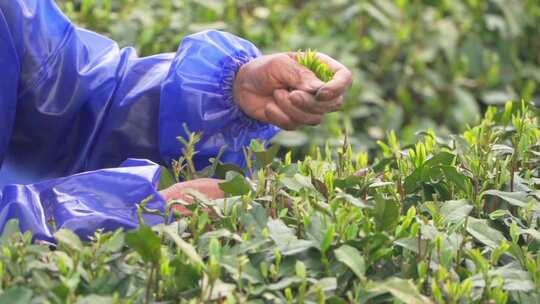 春天茶园采茶女采摘茶叶