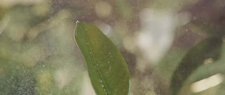 升格水打在枝叶上