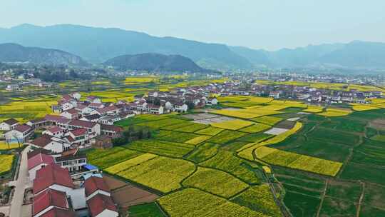 美丽乡村油菜花航拍