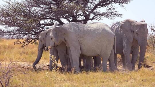 国家公园里的三头大象视频素材模板下载