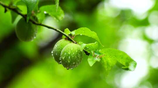 夏天雨水中的青梅果实