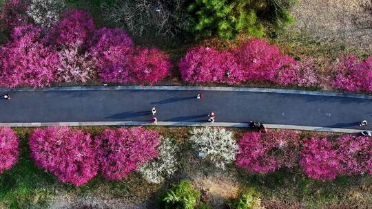 春天开满鲜花的道路公路前进的道路