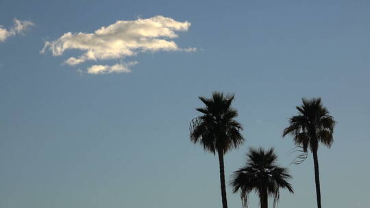 蓝天白云下的棕榈树景观
