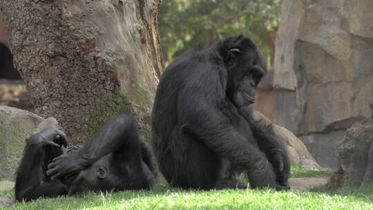 黑猩猩在树荫下休息视频素材模板下载