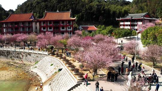 福州林阳寺梅花