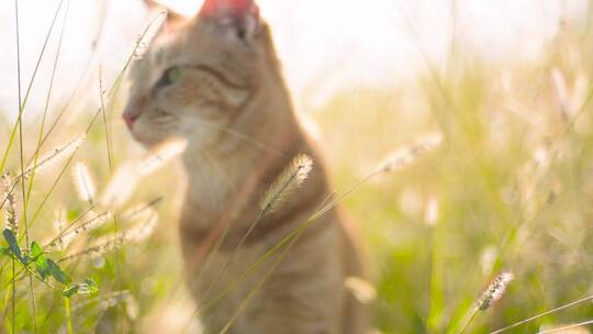 阳光下在草原里玩耍的小猫咪
