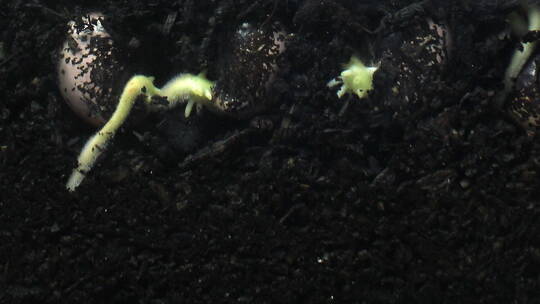 植物种子根系地下生长延时