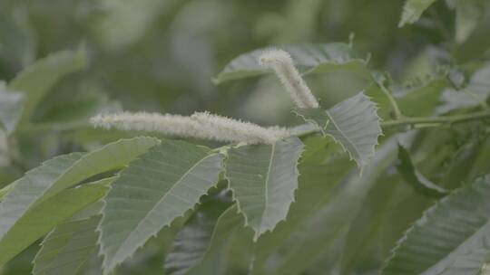 板栗树栗子花LOG