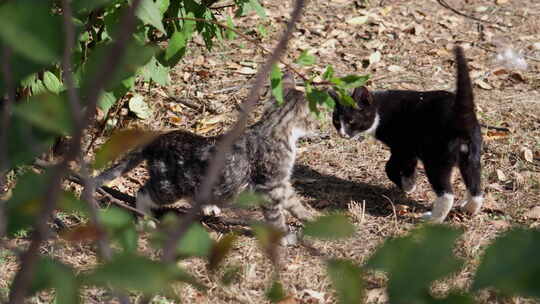 两只流浪猫在草地上玩耍视频素材模板下载