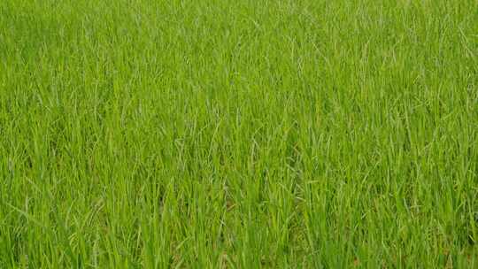 水稻田地里的水稻视频素材模板下载