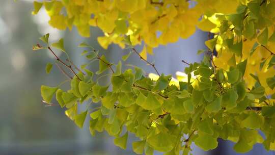 鲜嫩绿色银杏树叶子风景空镜秋季