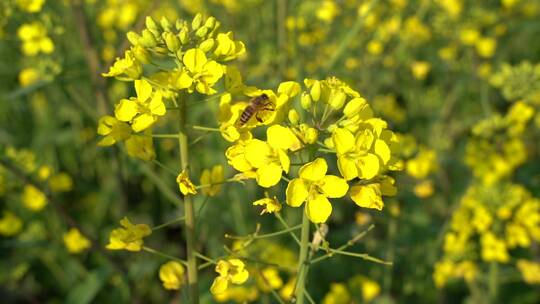 油菜花 蜜蜂采蜜 唯美油菜花