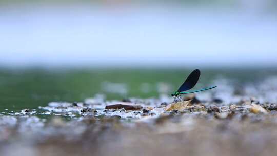 只黑蓝色的黑蟌 翅膀是蓝色的蜻蜓