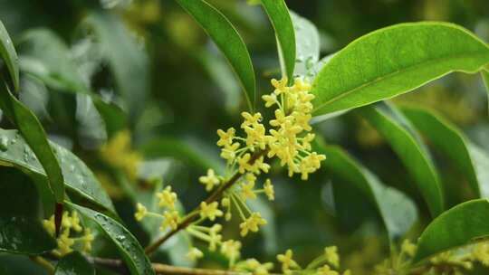 唯美写意意境空镜头秋分雨天桂花树叶意境