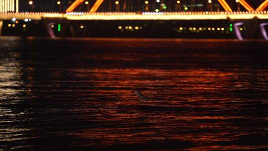 城市夜晚唯美江面上一只停靠的鸟