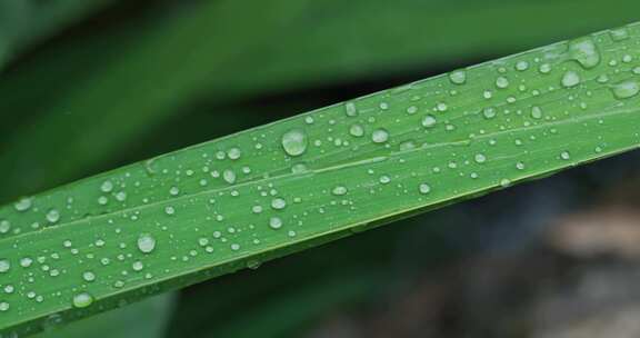 雨天植物叶子上的露珠