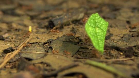 切叶蚁在森林地面上移动树叶视频素材模板下载
