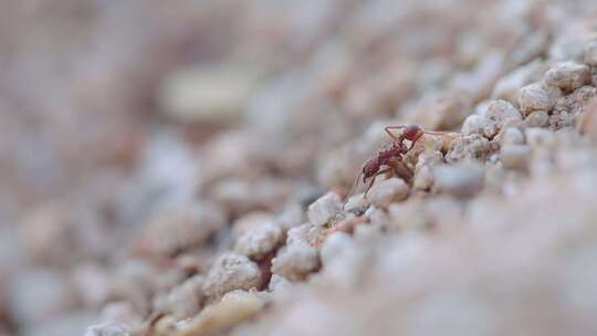 爬行的蚂蚁特写
