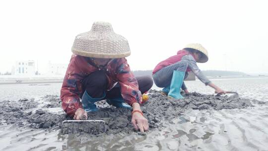 广东雷州半岛挖钉螺和贝壳视频素材模板下载