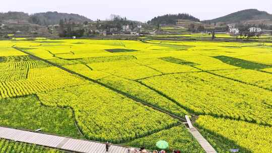 乡村油菜花田俯瞰景象