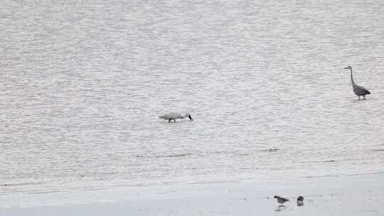 一只黑脸琵鹭在滩涂觅食