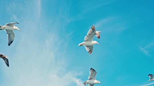 大海海鸥飞翔