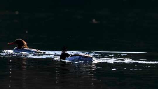 中华秋沙鸭抓泥鳅、一级保护动物中华秋沙鸭