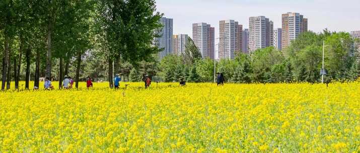 油菜花城市公园游人赏花拍照