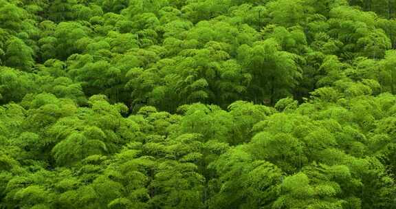 青山竹海竹山竹林竹子