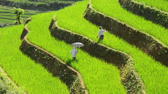 工人在水稻梯田种植水稻-
