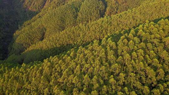 无人机航拍树林景观