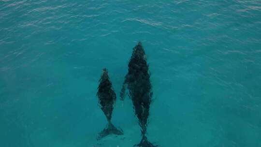 航拍鲸鱼妈妈带着孩子在潜水区吐气