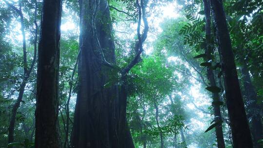 大自然热带雨林风景