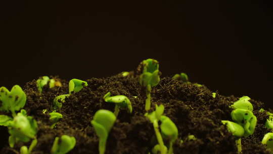 植物发芽生长延时