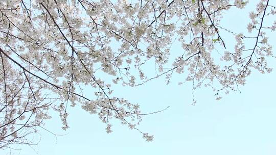 春日里天空下的樱花树