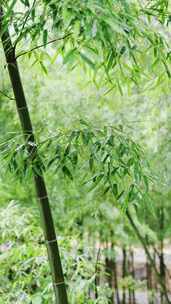 竹林竹叶禅意下雨天唯美空镜