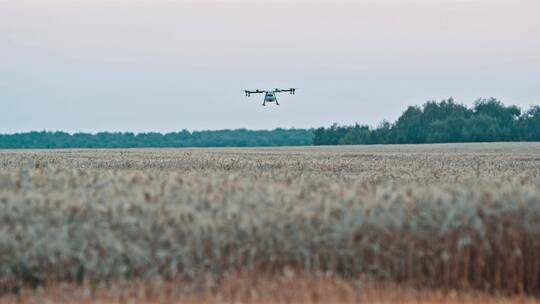无人机在小麦上空飞行