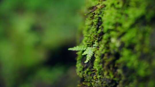 自然 下雨天 秋天 青苔视频素材模板下载