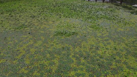 水资源污染治理河道