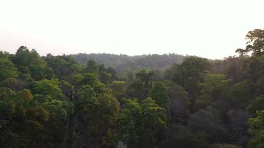 森林树林热带雨林古茶林古茶树林