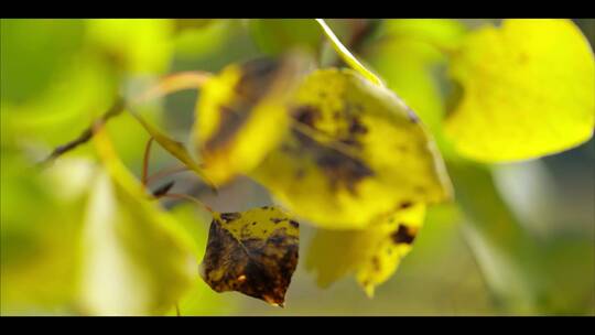 大自然枫叶红叶森林秋季黄色落叶视频素材模板下载