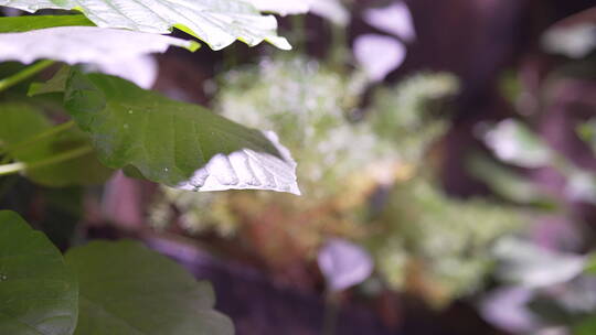 生态系列-广州正佳雨林生态植物园90