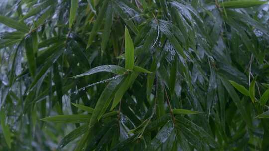 竹叶 雨天 雨滴