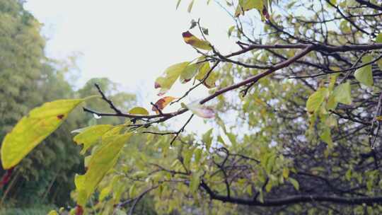 秋天 雨中樱花树 秋叶 2907