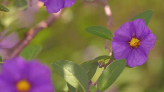 随风飘动的紫色花朵
